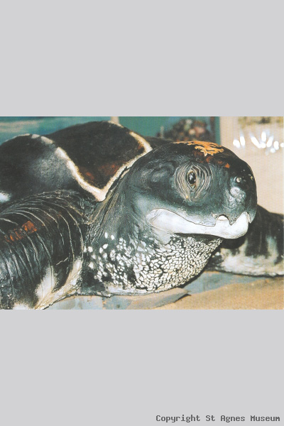 Leatherback Turtle product photo